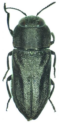 Réf. 41 158 : Anthaxia confusa