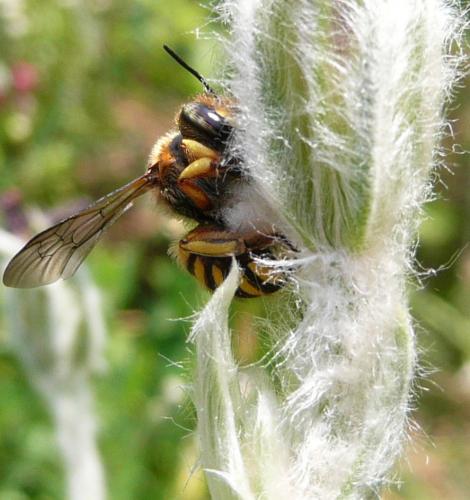 Anthidium manicatum