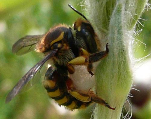 Réf. 41 983 : Anthidium manicatum