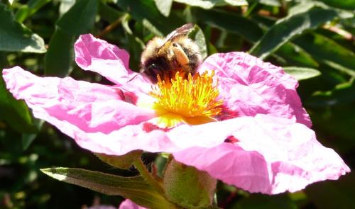 Anthophora plumipes