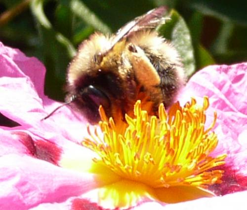 Anthophora plumipes