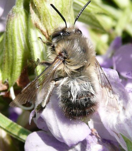 Anthophora plumipes