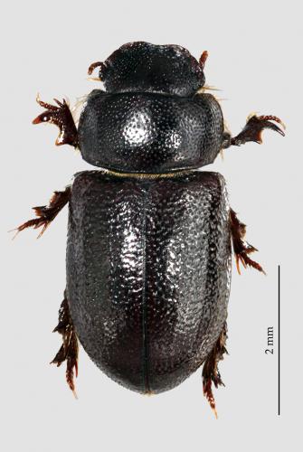 Réf. 41 257 : Cheirodes sp.