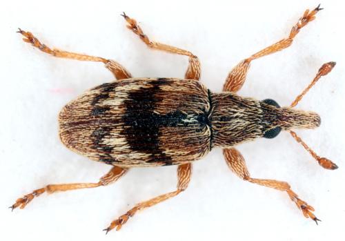 Réf. 41 192 : Taeniapion rufulum
