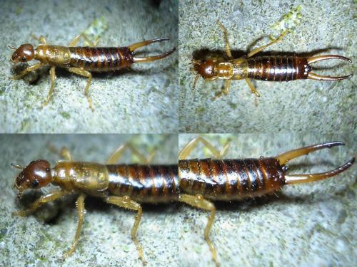 Apterygida media