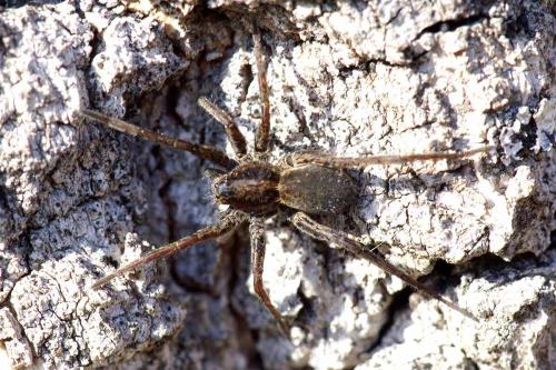 Pardosa sp.