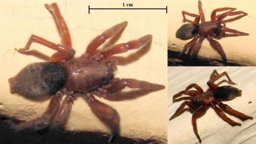 Scotophaeus sp.