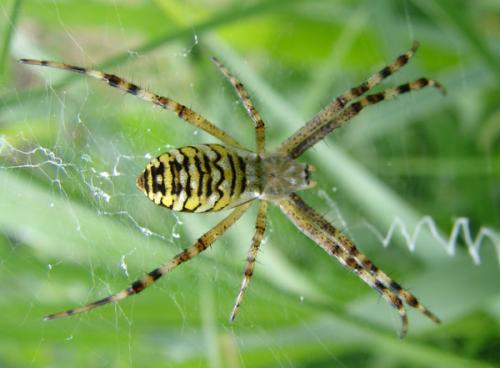 Argiope bruennichi
