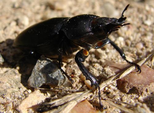 Lucanus cervus