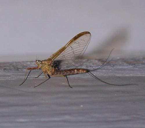 Réf. 41 588 : Cloeon dipterum
