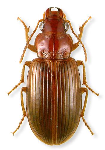 Réf. 41 871 : Bradycellus verbasci