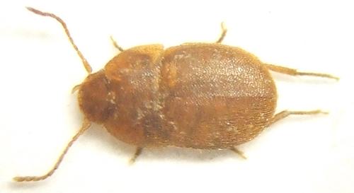 Leptinus testaceus