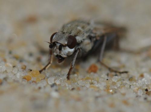 Réf. 41 304 : Helcomyza ustulata
