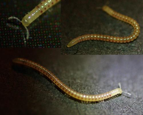 Blaniulus sp.