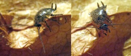 Ectobius pallidus