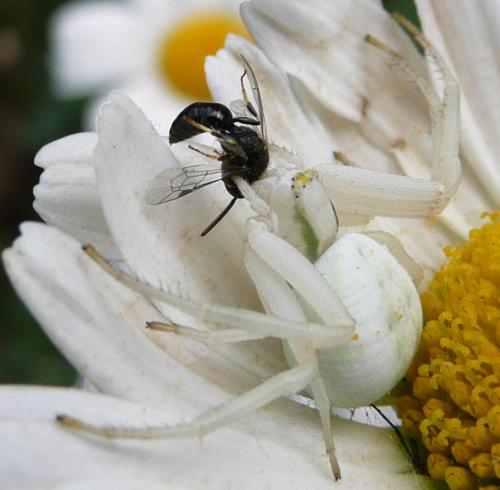 Hylaeus sp.