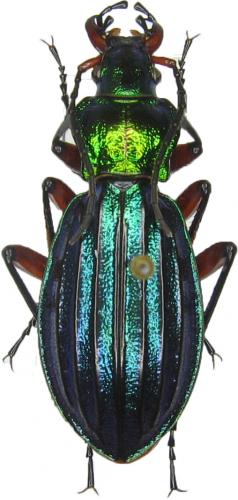 Carabus auronitens auronitens