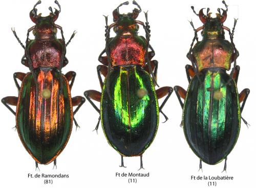 Carabus auronitens auronitens