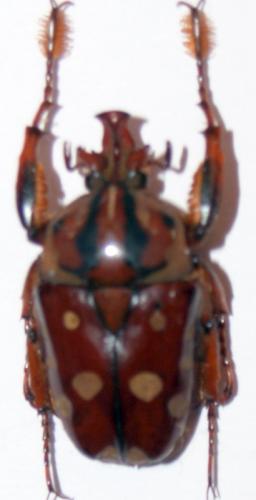 Cheirolasia burkei hopei