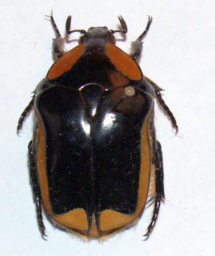 Protaetia tingaudi