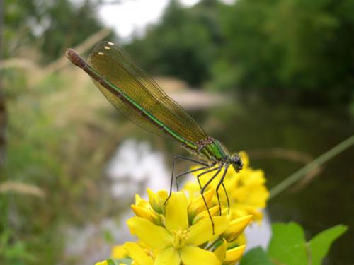 Calopteryx xanthostoma