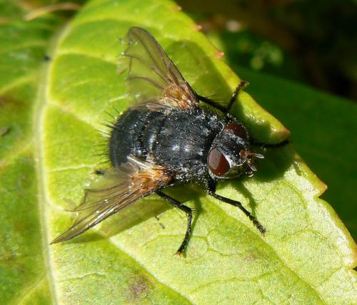 Réf. 41 221 : Nemoraea pellucida