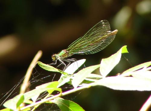 Calopteryx splendens
