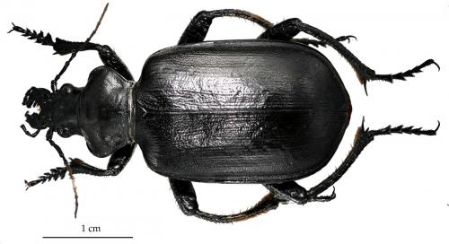 Calosoma algiricum