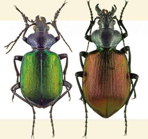 Réf. 41 490 : Calosoma sycophanta