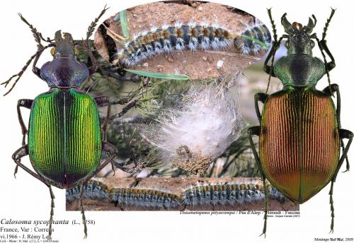 Calosoma sycophanta