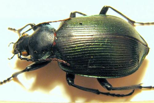 Calosoma sycophanta