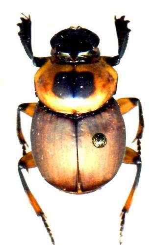 Canthon sp.