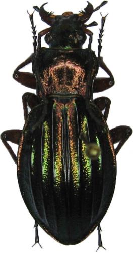 Carabus auronitens auronitens