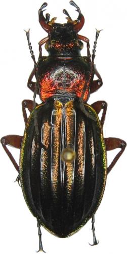 Carabus auronitens auronitens