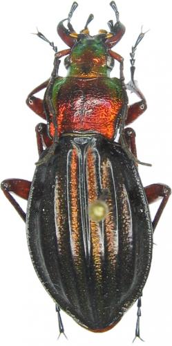 Carabus auronitens auronitens