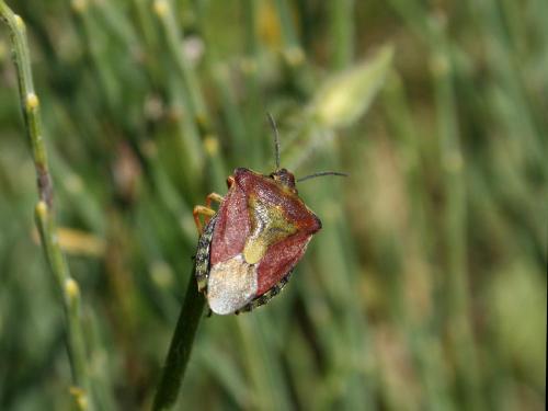 Carpocoris purpureipennis