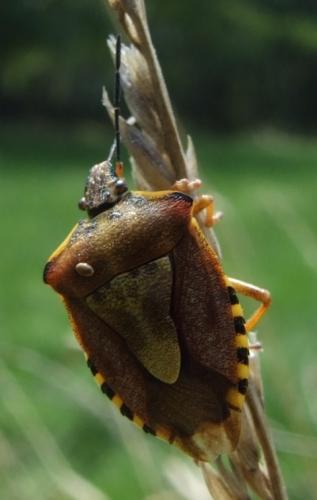 Carpocoris purpureipennis
