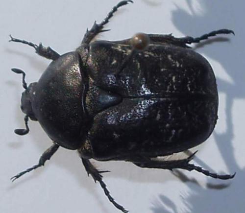 Netocia vidua