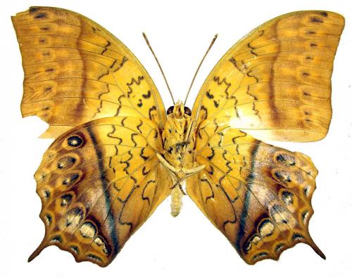 Charaxes varanes