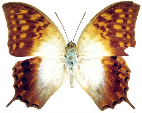 Charaxes varanes