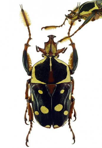 Cheirolasia burkei