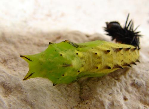 Aglais io