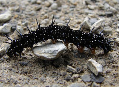 Aglais io