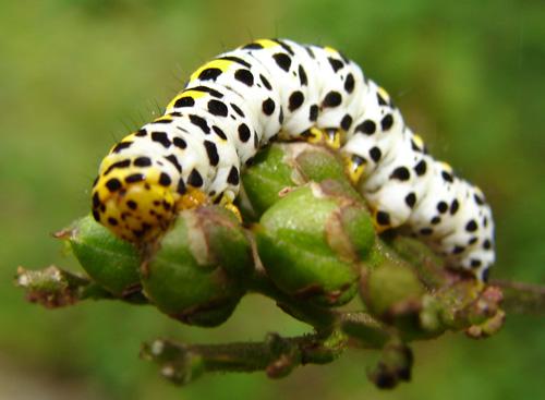 Cucullia scrophulariae