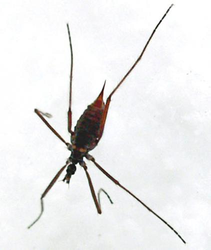 Chionea alpina