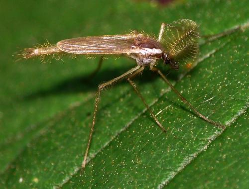 Chaoborus sp.
