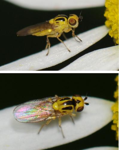 Réf. 41 888 : Chlorops sp.