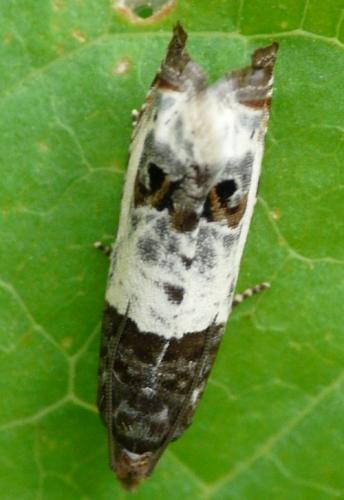 Réf. 41 980 : Notocelia trimaculana