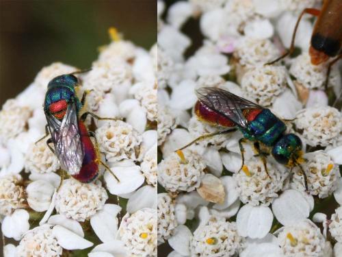 Réf. 41 153 : Chrysis scutellaris