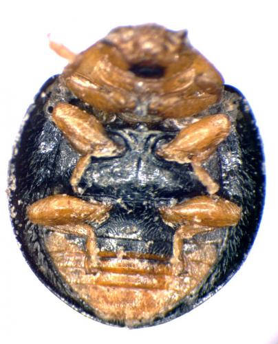 Réf. 41 445 : Exochomus laeviusculus
